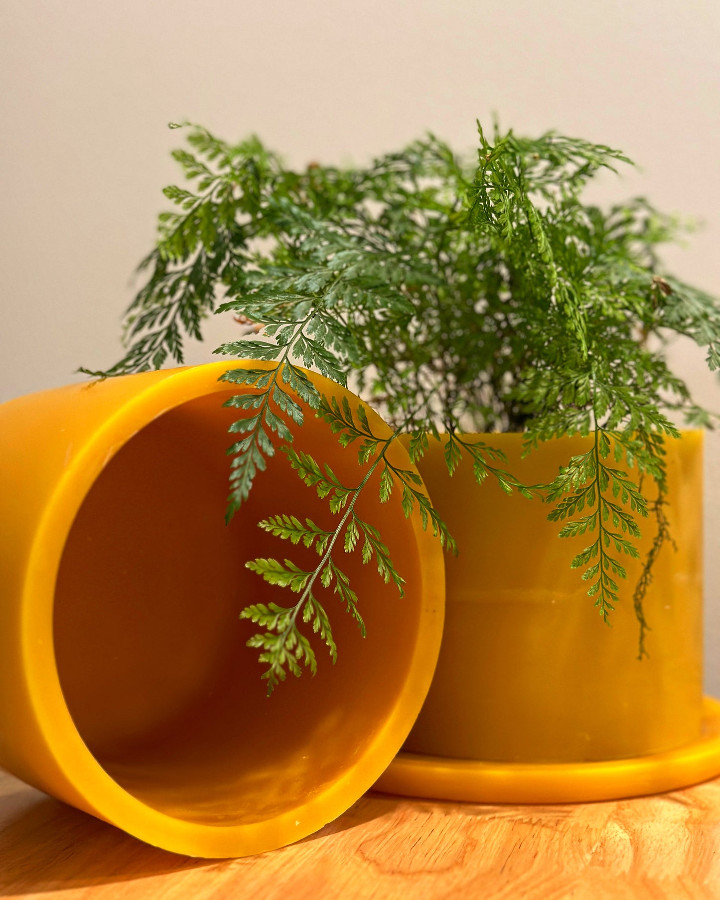 BEESWAX PLANT POT