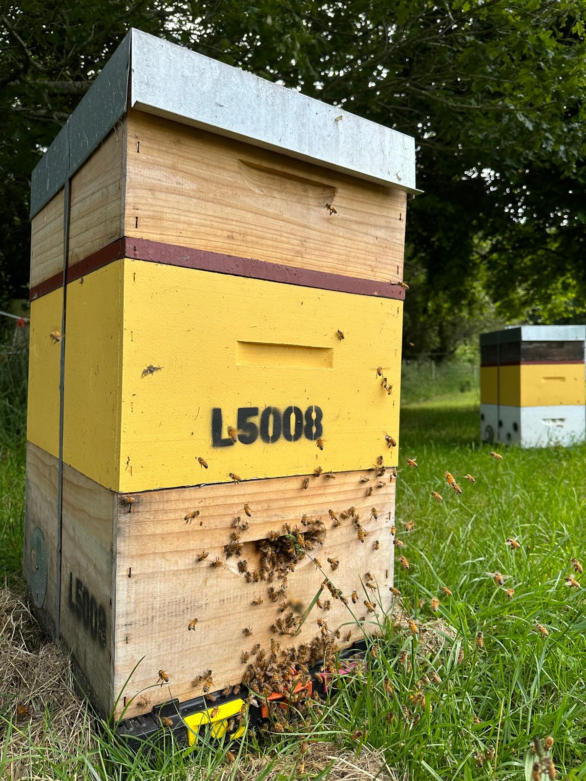 Start your own beekeeping journey